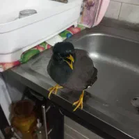 مرغ مینا کشیده|پرنده|لنگرود, |دیوار