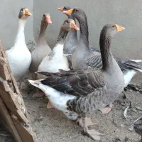 غاز جوان و سالم