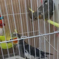 یک‌جفت‌عروس