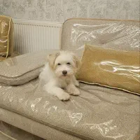 واگذاری سگ دوست داشتنی و پرانرژی|سگ|مبارکه, |دیوار