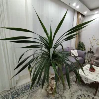 گل پاندانوس با گلدان|گل و گیاه طبیعی|تربتحیدریه, داروپخش|دیوار