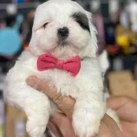 شیتزو کراس  واکسینه شده در پانسیون آروانا