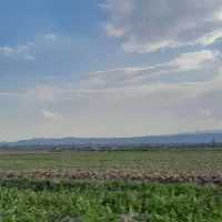 زمین زراعی ۲۰ دقیقه راه تا مشهد گندم زعفران یونجه