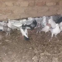 گرفتنی یجایی|پرنده|قم, نوبهار|دیوار