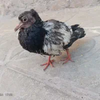 جوجه کفتر