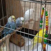 مرغ عشق|پرنده|دوگنبدان, |دیوار