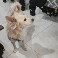 سگ اشپیتز|سگ|کهریزک, |دیوار