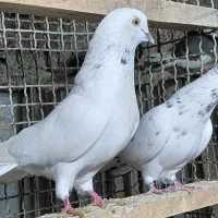 کبوتر هوایی اس