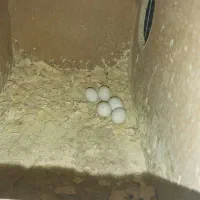 جفت مولد|پرنده|کرج, حصارک بالا|دیوار