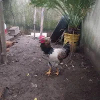 خروس جوان بالغ