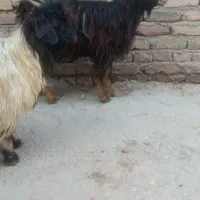 2عدد بزغاله