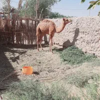 شتر فروشی نژاد داره