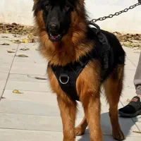 سگ ژرمن شپرد شولاین نر شش ماه جثه درشت فی ۲۵م ت|سگ|تهران, وردآورد|دیوار