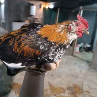 جوجه خروس بالغ