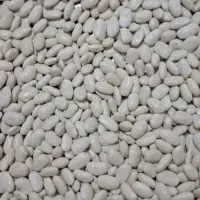 لوبیا سفید|خوردنی و آشامیدنی|خنداب, |دیوار