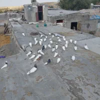 انواع کبوتر رنگی و زینتی