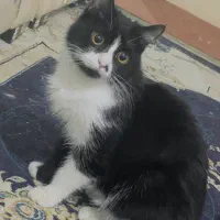 گربه خونگی تربیت شده تاکسیدو