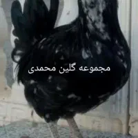 تخم مرغ نطفه دار گلین|حیوانات مزرعه|شاهین‌شهر, خانه کارگر|دیوار