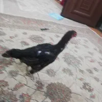 مرغ لاری افغان