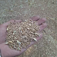 گندم|خدمات باغبانی و درختکاری|علیآباد کتول, |دیوار