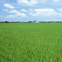 5هکتارزمین کشاورزی مجهز به آبیاری بارانی