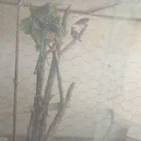 سهره ماده کار داده سه سال قفس