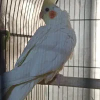 معاوضه عروس هلندی سه ماهه لوتینو نر