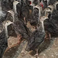 جوجه بوقلمون یک روزه تا یک ماهه با ارسال رایگان|حیوانات مزرعه|بهشهر, |دیوار