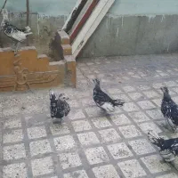 جوجه مینیاتوری ۲ تا ۳ ماهه