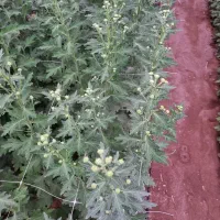 فروش عمده گل شاخه بریده داوودی برای تاریخ ۵ آذر|گل و گیاه طبیعی|زواره, |دیوار