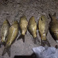 فروش عمده ماهی کپور و آمور پرورش داخل استخرکشاورزی