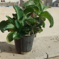 اشک عروس و اشک تمساح