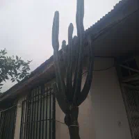 کاکتوس افریقایی