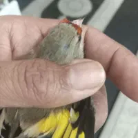 سهره3تا 4نیم و5تا عروس هلندی 3نیم|پرنده|شهریار, شهرک امیریه|دیوار