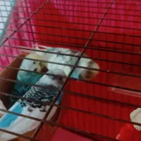 پرنده و قفس