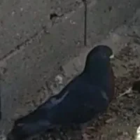 کبوتر اوچان