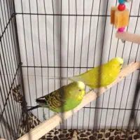 یک جفت مرغ عشق