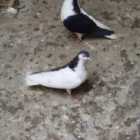 رنگی درجه یک