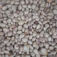 حبوبات خورده وعمده با قیمت استثنایی|عمدهفروشی|مرودشت, علیآباد|دیوار