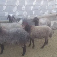 قوچوبره نر مهربان اصیل|حیوانات مزرعه|شیرین‌سو, |دیوار