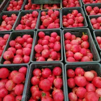 انار رباب|خوردنی و آشامیدنی|بختگان, |دیوار