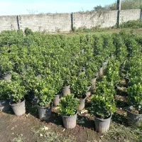 فتونیا و انواع گل|خدمات باغبانی و درختکاری|واجارگاه, |دیوار