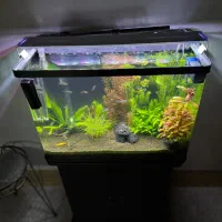 اکواریوم شرکتی پلنت گیاهی|ماهی|مشهد, رضاشهر|دیوار