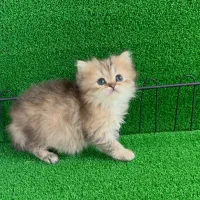 پیشی های ناز|گربه|تهران, قیطریه|دیوار