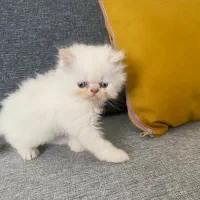 گربه پرشین اصیل