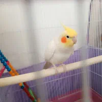 عروس هلندی پاپی