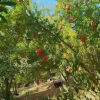 فروش انار|عمدهفروشی|شهرضا, |دیوار