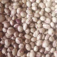 فروش لوبیا سفید و چیتی درجه 1