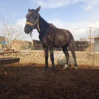 اسب|اسب و تجهیزات اسب‌سواری|سبزوار, کهنه آب|دیوار