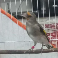 سهره دورگ نر دهن دار|پرنده|مشهد, ابوذر|دیوار